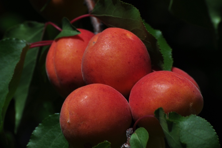 apricots